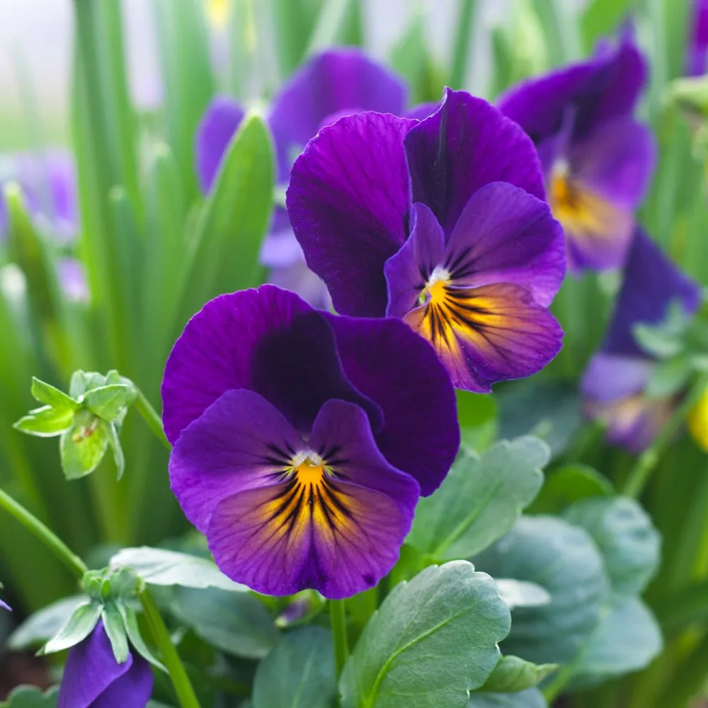 Purple Studio-ს გუნდი